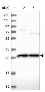 Anti-OCEL1 antibody produced in rabbit 