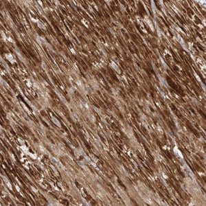Anti-OCSTAMP antibody produced in rabbit 