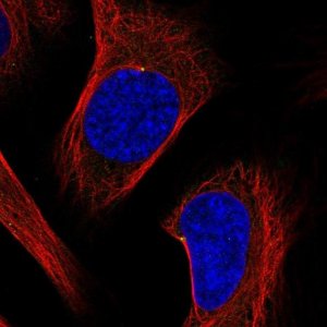 Anti-ODF2 antibody produced in rabbit 