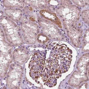Anti-ODF3L2 antibody produced in rabbit 