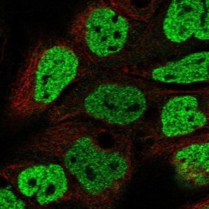 Anti-OFCC1 antibody produced in rabbit 
