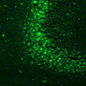 Anti-OGFOD1 antibody produced in rabbit 