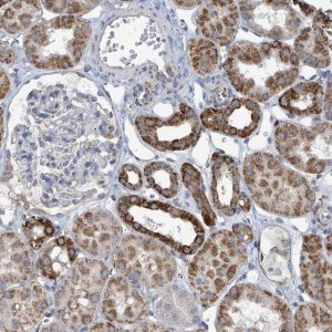 Anti-OGT antibody produced in rabbit 