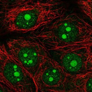 Anti-OLFM1 antibody produced in rabbit 
