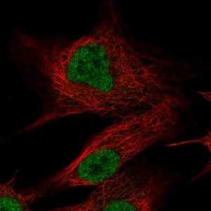 Anti-OLFM2 antibody produced in rabbit 