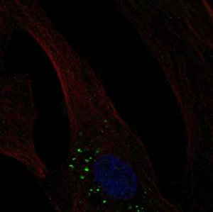 Anti-OLFML3 antibody produced in rabbit 