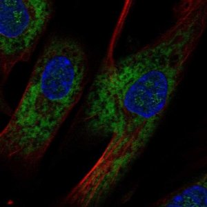 Anti-OMD antibody produced in rabbit 