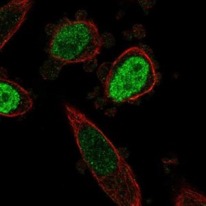 Anti-ONECUT3 antibody produced in rabbit 