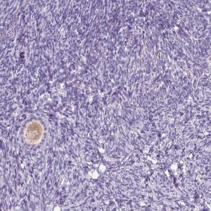 Anti-OOEP antibody produced in rabbit 