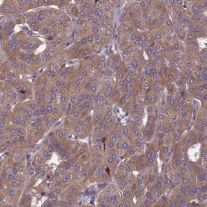 Anti-OPA3 antibody produced in rabbit 