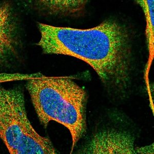 Anti-OPA3 antibody produced in rabbit 