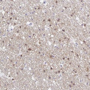 Anti-OPALIN antibody produced in rabbit 