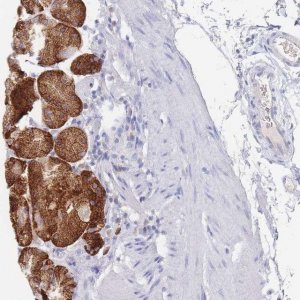 Anti-OR10D3 antibody produced in rabbit 
