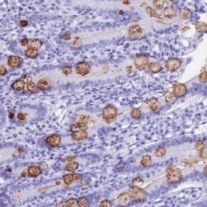 Anti-OR10J3 antibody produced in rabbit 
