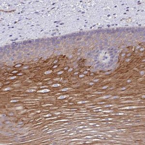 Anti-OR10Z1 antibody produced in rabbit 