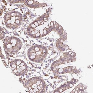 Anti-OR13D1 antibody produced in rabbit 