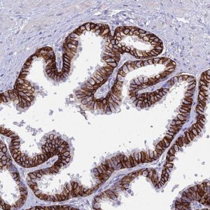 Anti-OR1Q1 antibody produced in rabbit 