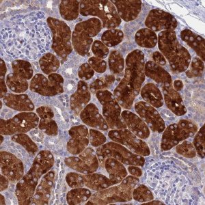 Anti-OR1S2 antibody produced in rabbit 