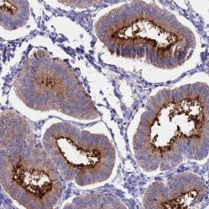 Anti-OR2AE1 antibody produced in rabbit 