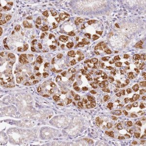 Anti-OR2B11 antibody produced in rabbit 