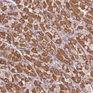 Anti-OR2M4 antibody produced in rabbit 