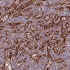 Anti-OR2V2 antibody produced in rabbit 
