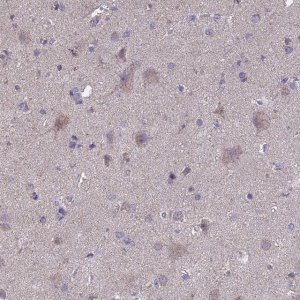 Anti-OR2W3 antibody produced in rabbit 