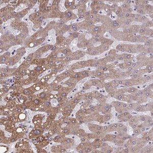 Anti-OR4A47 antibody produced in rabbit 