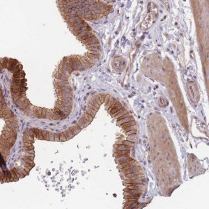Anti-OR4C3 antibody produced in rabbit 