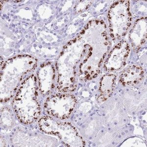 Anti-OR4F3 antibody produced in rabbit 