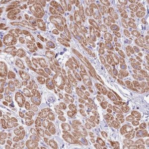 Anti-OR4Q3 antibody produced in rabbit 