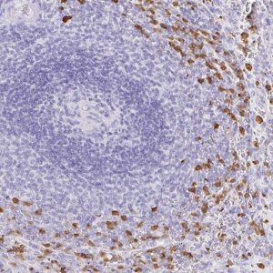 Anti-OR51A7 antibody produced in rabbit 