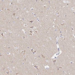 Anti-OR51D1 antibody produced in rabbit 