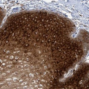 Anti-OR51E1 antibody produced in rabbit 