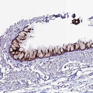 Anti-OR51Q1 antibody produced in rabbit 