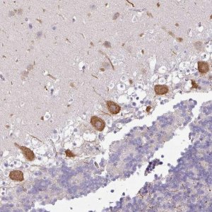 Anti-OR52D1 antibody produced in rabbit 