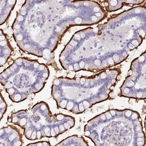 Anti-OR52N1 antibody produced in rabbit 