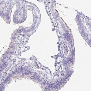 Anti-OR5J2 antibody produced in rabbit 
