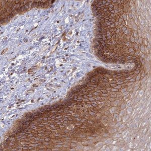 Anti-OR5T3 antibody produced in rabbit 