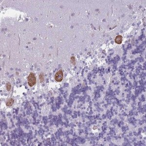 Anti-OR6B2 antibody produced in rabbit 
