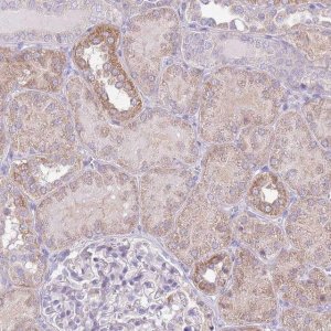 Anti-OR6M1 antibody produced in rabbit 