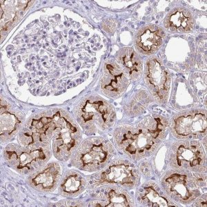Anti-OR8D1 antibody produced in rabbit 