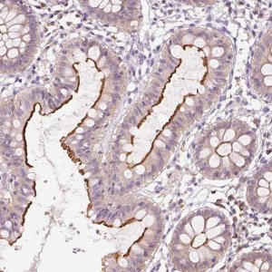 Anti-OR8K1 antibody produced in rabbit 