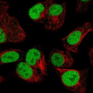 Anti-ORC2 antibody produced in rabbit 