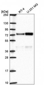 Anti-ORC2 antibody produced in rabbit 