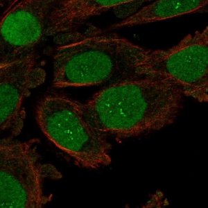 Anti-ORC6 antibody produced in rabbit 