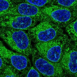 Anti-ORMDL1 antibody produced in rabbit 