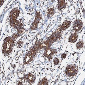 Anti-OSBP antibody produced in rabbit 