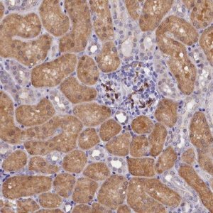 Anti-OSGEP antibody produced in rabbit HPA039751-100UL