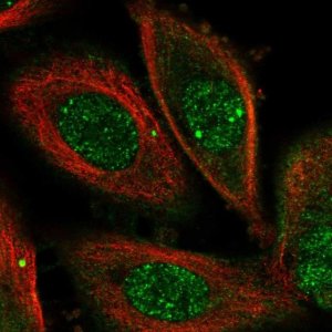 Anti-OSGEP antibody produced in rabbit HPA039751-100UL